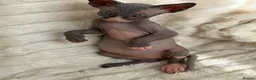 Sphynx cats for sale: 🐾 Beautiful Sphynx Kittens – Raised With Love 🐾 - Advert 17