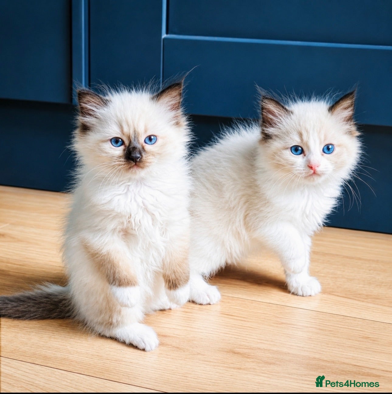 Ragdoll cats Stunning  ragdoll kittens - Advert 4