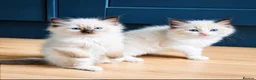 Ragdoll cats for sale: Stunning  ragdoll kittens boy available  - Advert 26