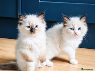 Ragdoll cats Stunning ragdoll kittens - Advert 4