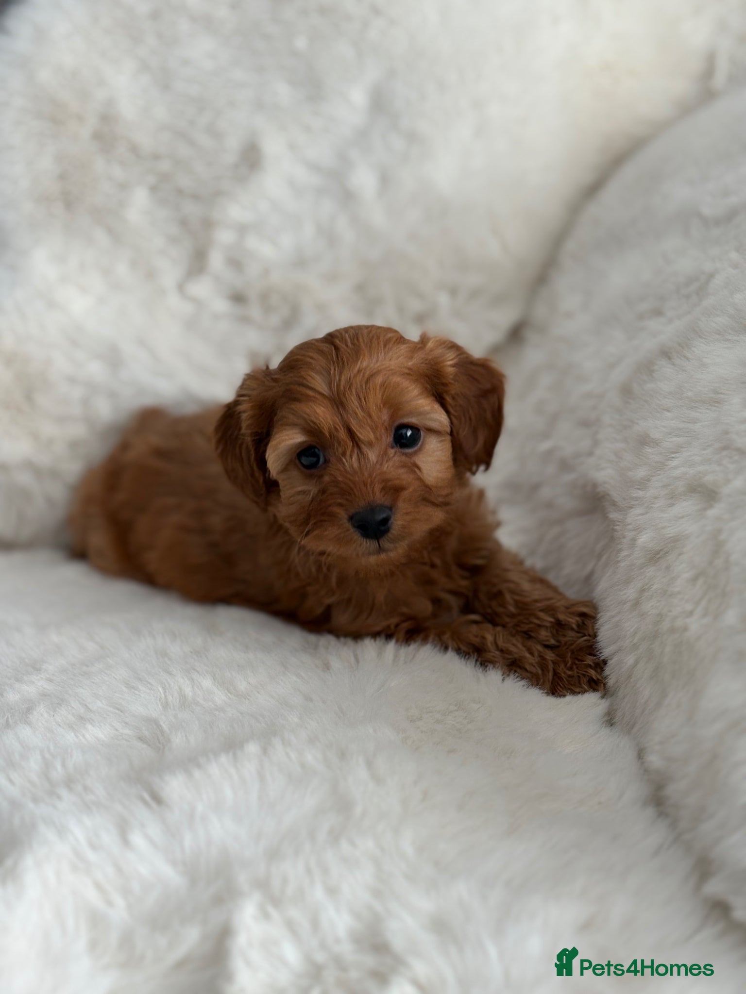 Cockapoo dogs (Ready to leave) true miniature F1B cockapoo  - Advert 17