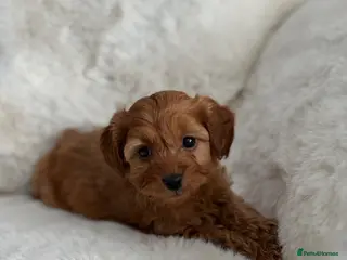 Cockapoo dogs (Ready to leave) true miniature F1B cockapoo - Advert 17