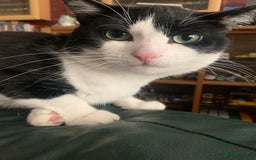 Domestic Shorthair cats for sale: Beans - Image 6