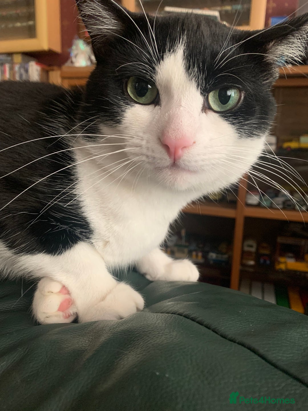 Domestic Shorthair cats for sale: Beans - Image 6