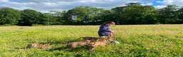 Belgian Shepherd Dog dogs for sale: Dutch Shepherd Puppies - Advert 16