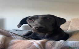 Labrador Retriever dogs for sale: Young female black lab  - Image 8