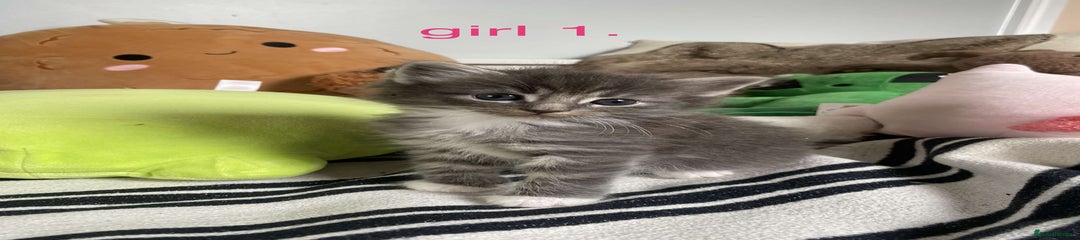 Mixed Breed Kitten 2