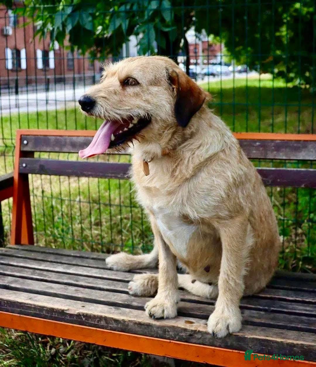 Mixed Breed dogs for adoption: 💖🐶 DUNA 🐶💖 - Advert 19