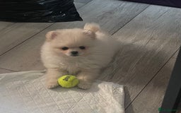 Pomeranian dogs for sale: Stunning KC reg Pomeranians  - Image 14