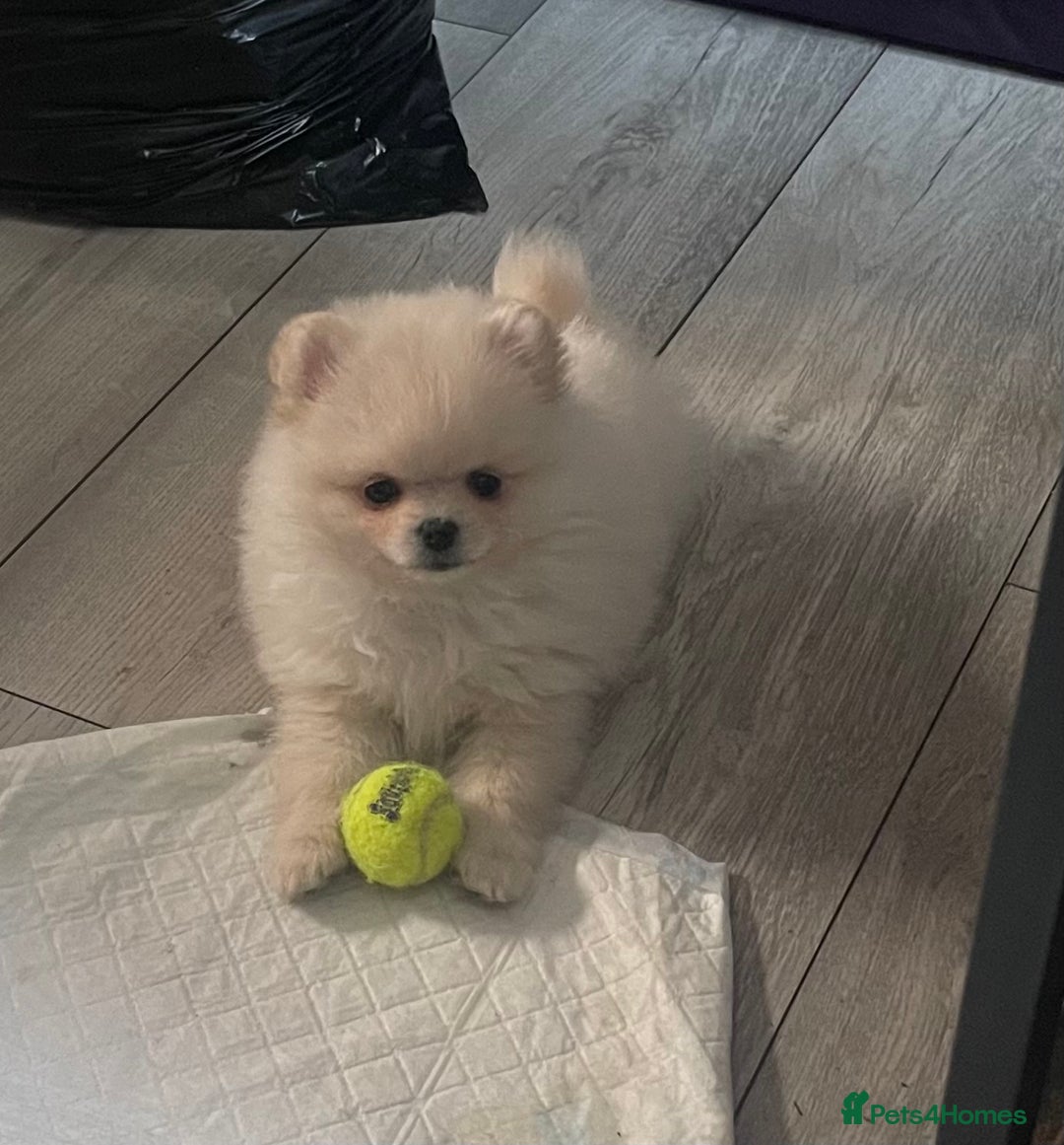 Pomeranian dogs for sale: Stunning KC reg Pomeranians  - Image 14