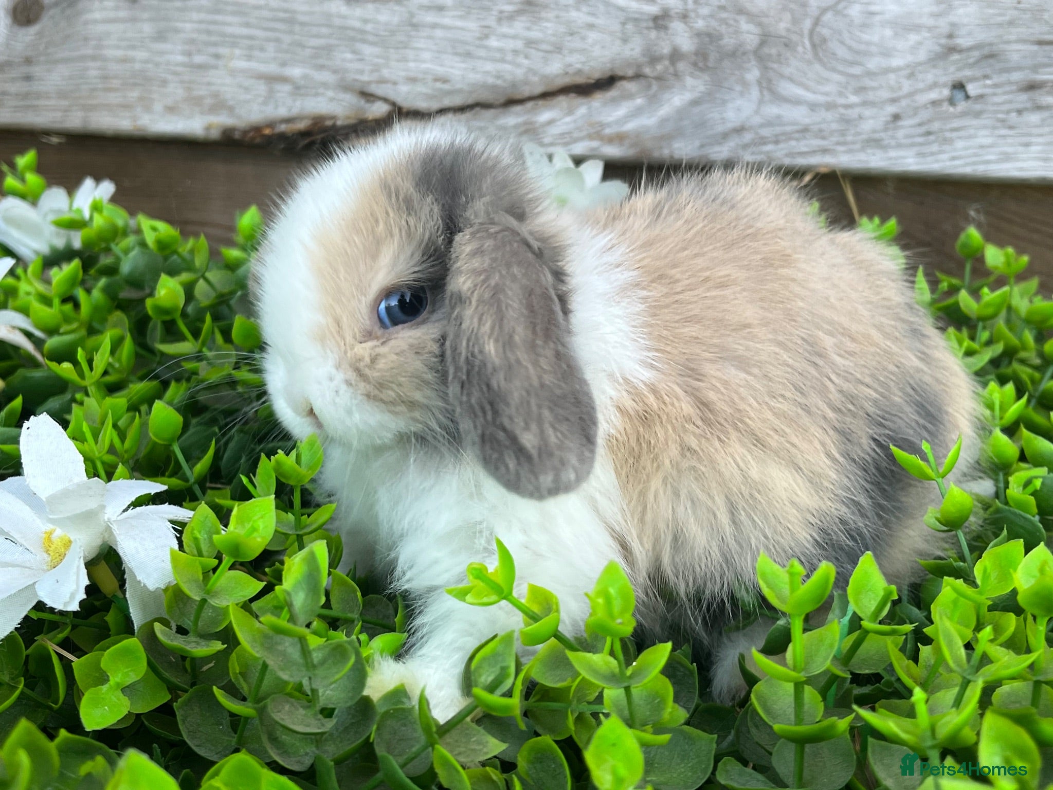 Mini Lop rabbits Gorgeous Mini lops  - Advert 1