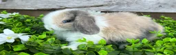 Mini Lop rabbits for sale: Gorgeous Mini lops  - Advert 1