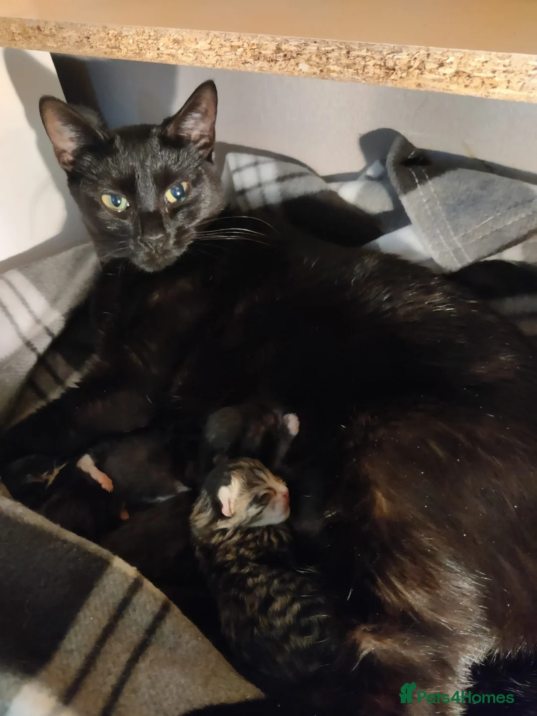 Bombay cats for sale: Bombay Cross! - Advert 1