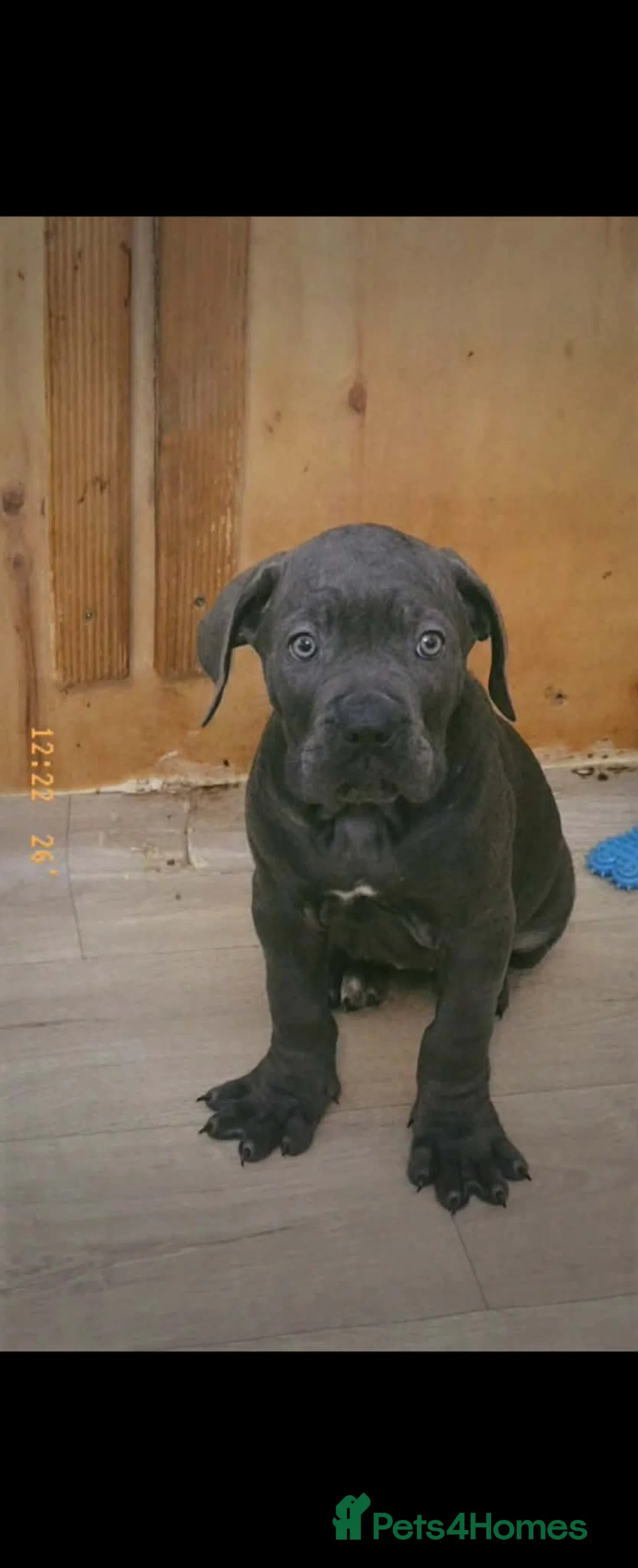 Cane Corso dogs for sale: Cane corso last 3 available ready to go now  - Advert 1