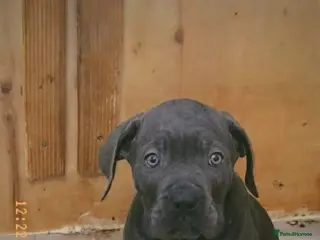 Cane Corso dogs Cane corso last 3 available ready to go now - Advert 19