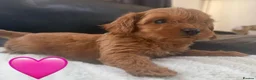 Maltipoo dogs for sale: ❤️ The absolute best of both worlds ❤️  - Advert 28
