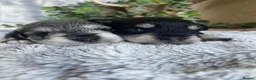 Miniature Schnauzer dogs for sale: THERAPY RAISED MINIATURE SCHNAUZERS - Advert 4