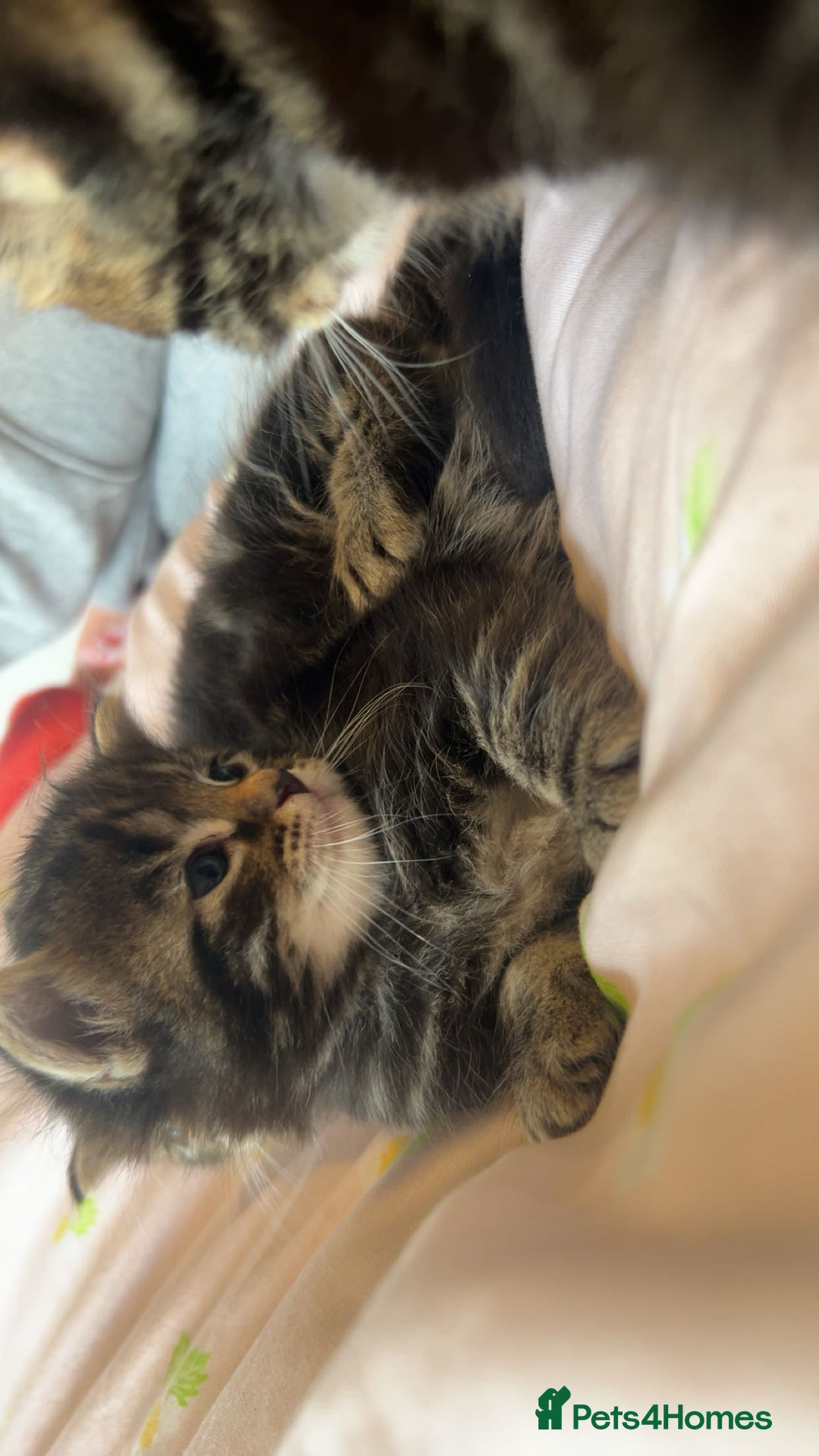 Mixed Breed cats for sale: Mixed breed fluffy kittens.  - Image 10
