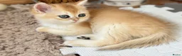 British Shorthair cats for stud: Exceptional NY12 BRI Black Golden Shell - Advert 4