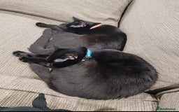 British Shorthair cats for sale: 2 Black Males cats - Image 1