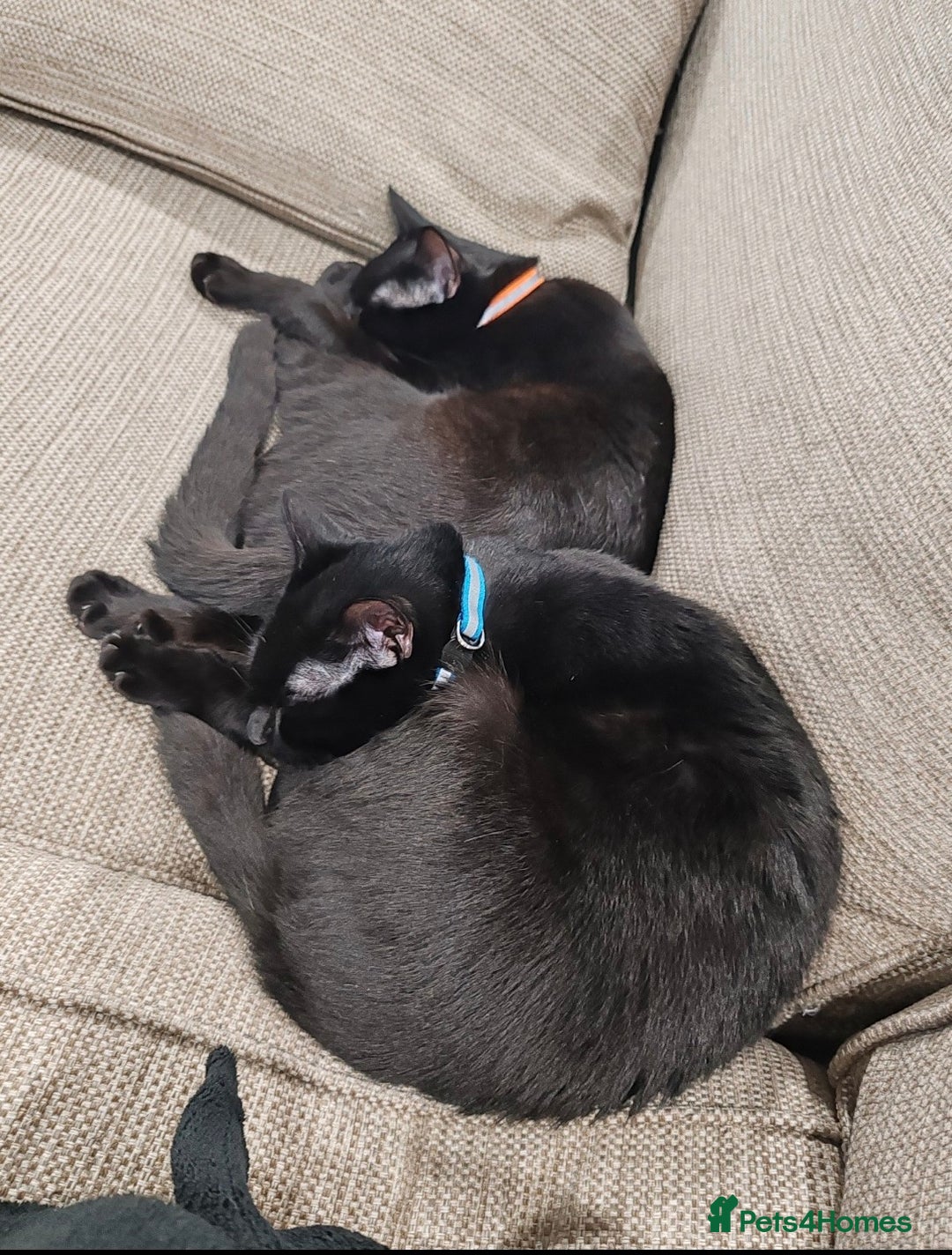 British Shorthair cats for sale: 2 Black Males cats - Image 1
