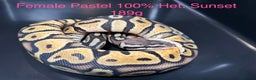 Python Snake reptiles for sale: Royal Pythons / Ball Pythons - Advert 5