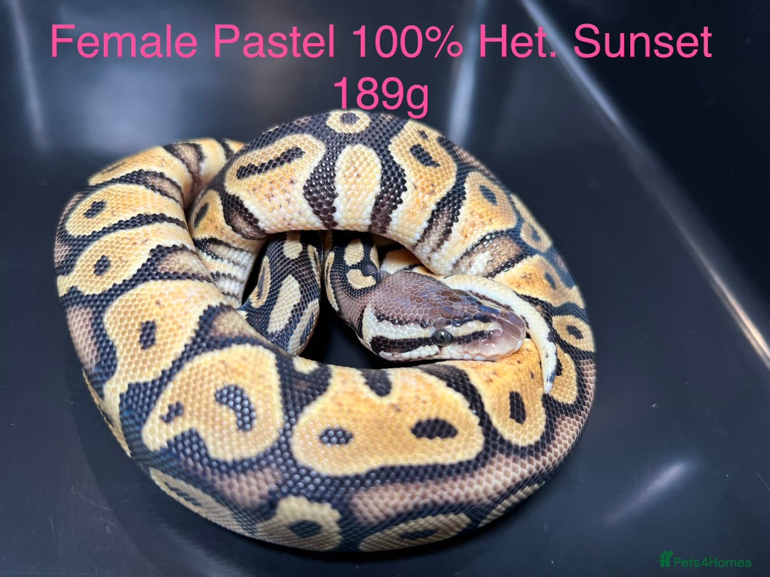 Python Snake reptiles for sale: Royal Pythons / Ball Pythons - Advert 5