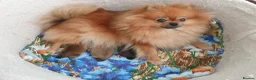 Pomeranian dogs for sale: Ready to go Luxury Pomeranian  - Advert 21
