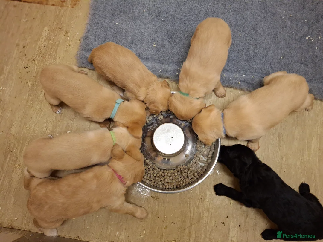 Mixed Breed dogs for sale: Miniature labradoodle X Whippet Puppies - Advert 10