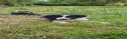 Border Collie dogs for sale: Border collie puppies  - Advert 7