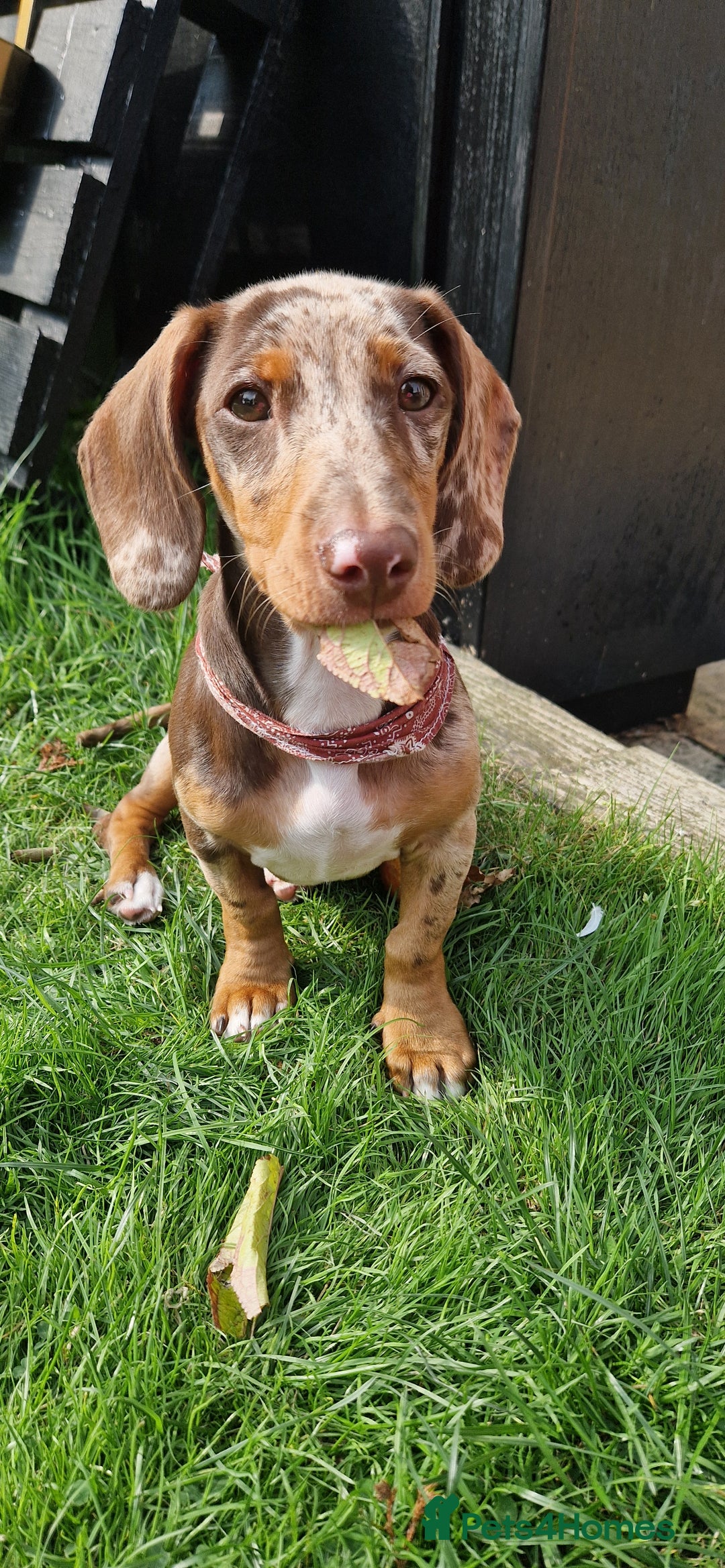 Dachshund dogs for stud: Daushound available for stud.  - Advert 13