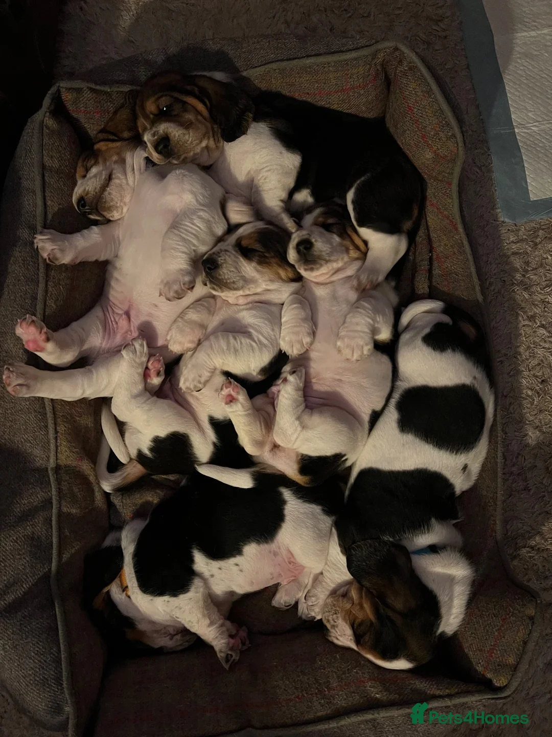 Basset Hound dogs for sale: Basset Hound Puppies - Advert 2