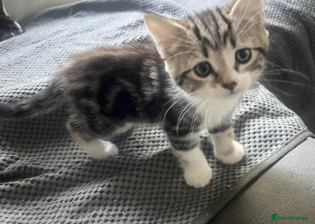 Mixed Breed cats for sale: Bengal/Maine Coone cross - Image 5