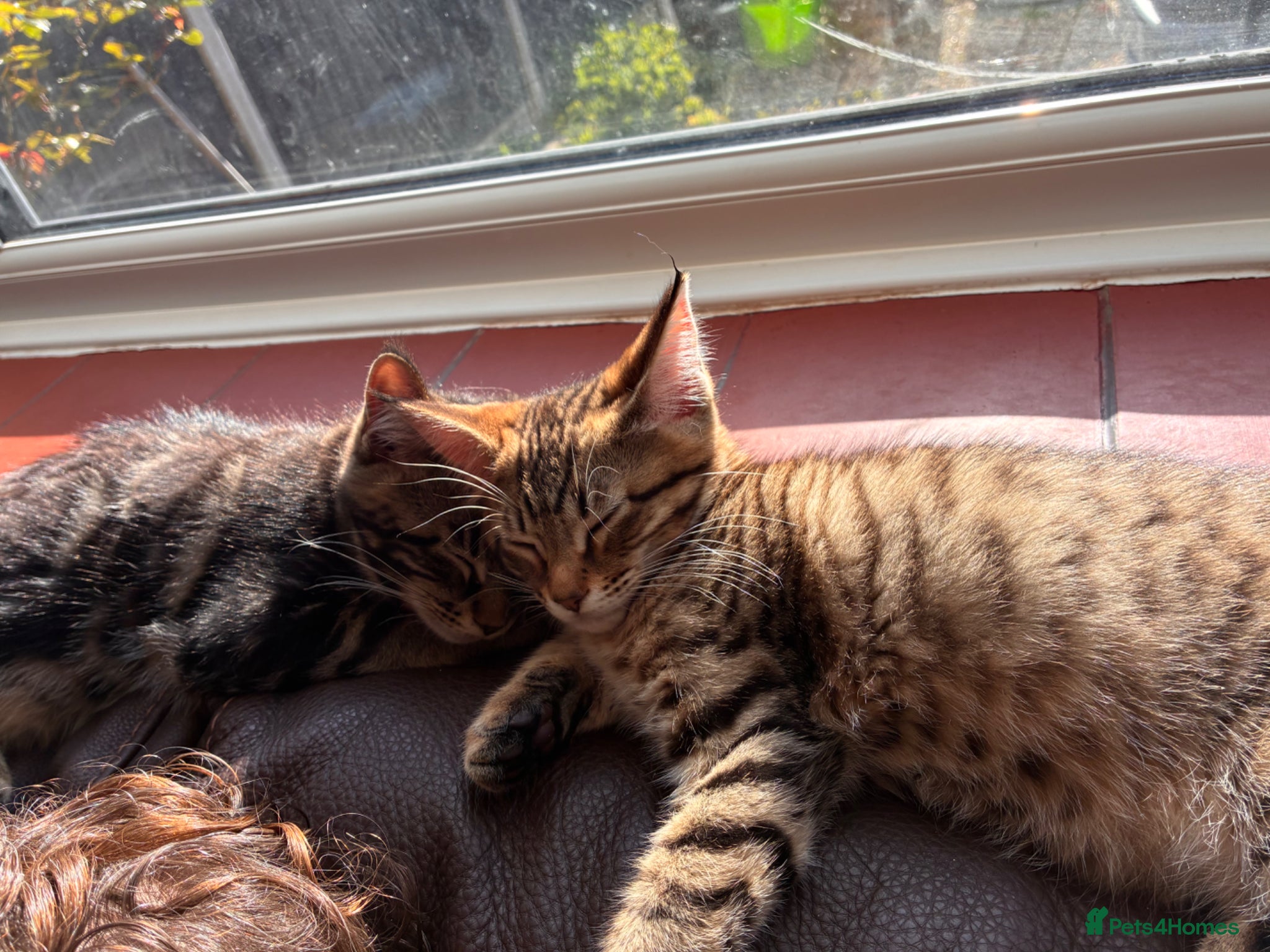 Mixed Breed cats Stunning 3/4 Mainecoon kittens - Advert 5