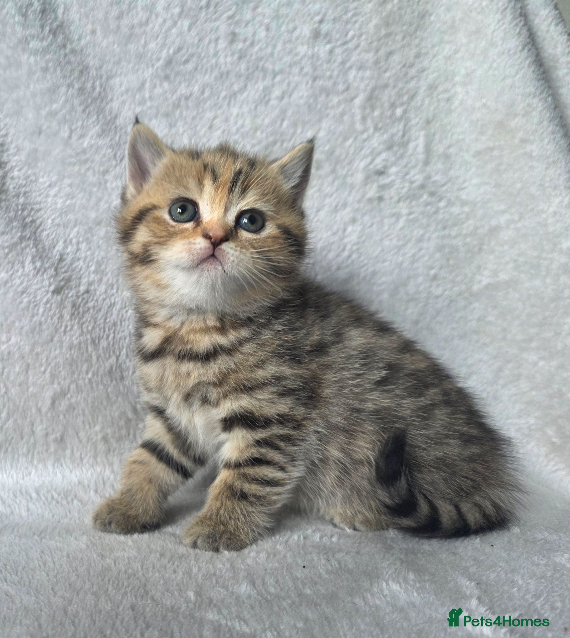 British Shorthair cats Very unusual British shorthair - Advert 1
