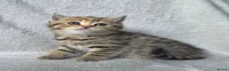 British Shorthair cats for sale: Very unusual British shorthair - Advert 3