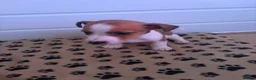 Jack Russell dogs for sale: Mini jack Russell puppies - Advert 19