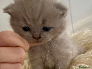 British Shorthair cats HEALTH TESTED LILAC BRITISH LONGHAIR SHORTHAIR - Advert 1
