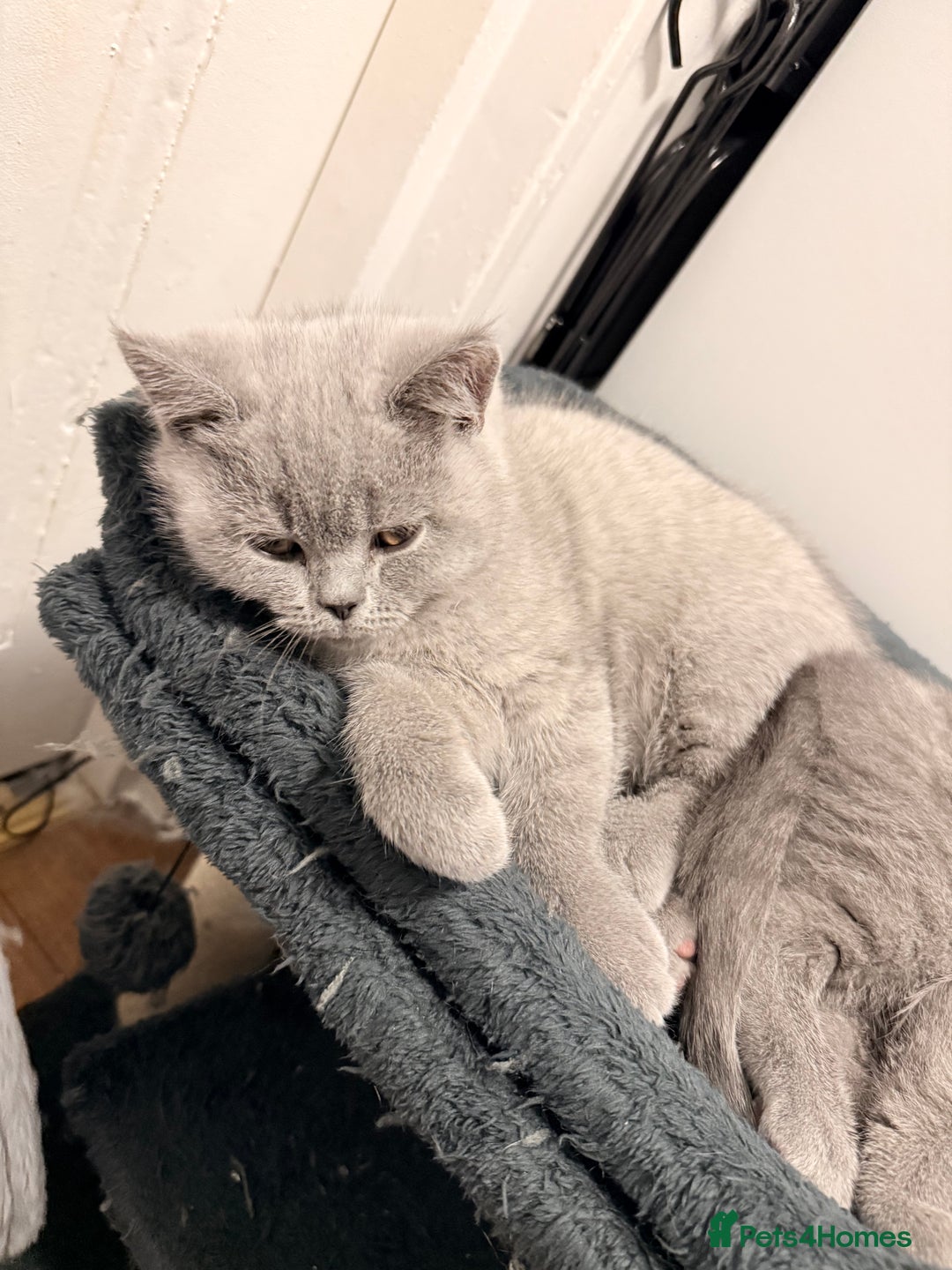 Scottish Fold cats for sale: Scottish Fold&British Shorthair.Vaccinated&Ready - Advert 10