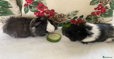 Guinea Pig rodents 2x beautiful baby guinea pigs GIRLS available  - Advert 3