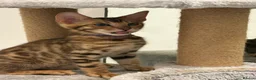 Bengal cats for sale: Bengal kittens  in London - Advert 3