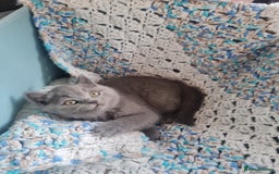 British Shorthair cats for sale: 2 beautiful boys looking for their new family - Image 7