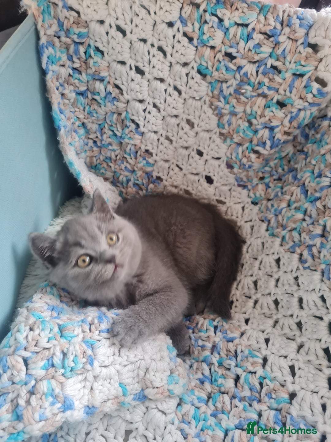 British Shorthair cats for sale: 2 beautiful boys looking for their new family - Image 7