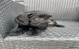 Mixed Breed dogs for sale: Stunning Daxipoo both parents kc,  health tested - Image 5