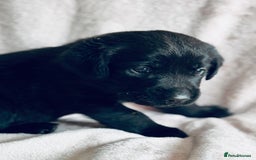 Labrador Retriever dogs for sale: Perfect Litter of 5th Generation Labrador Puppies - Advert 12