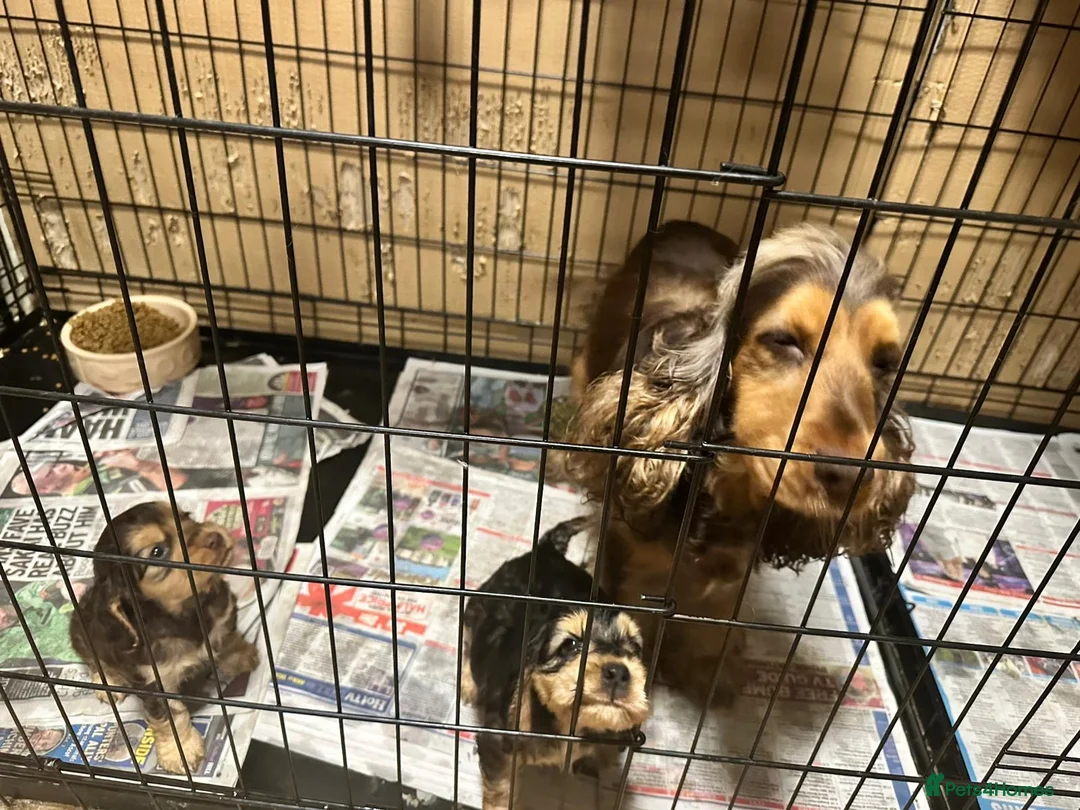 Cocker Spaniel dogs for sale: Male cocker spaniel  - Advert 2