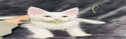 Maine Coon cats for sale: Mainecoons - Advert 3