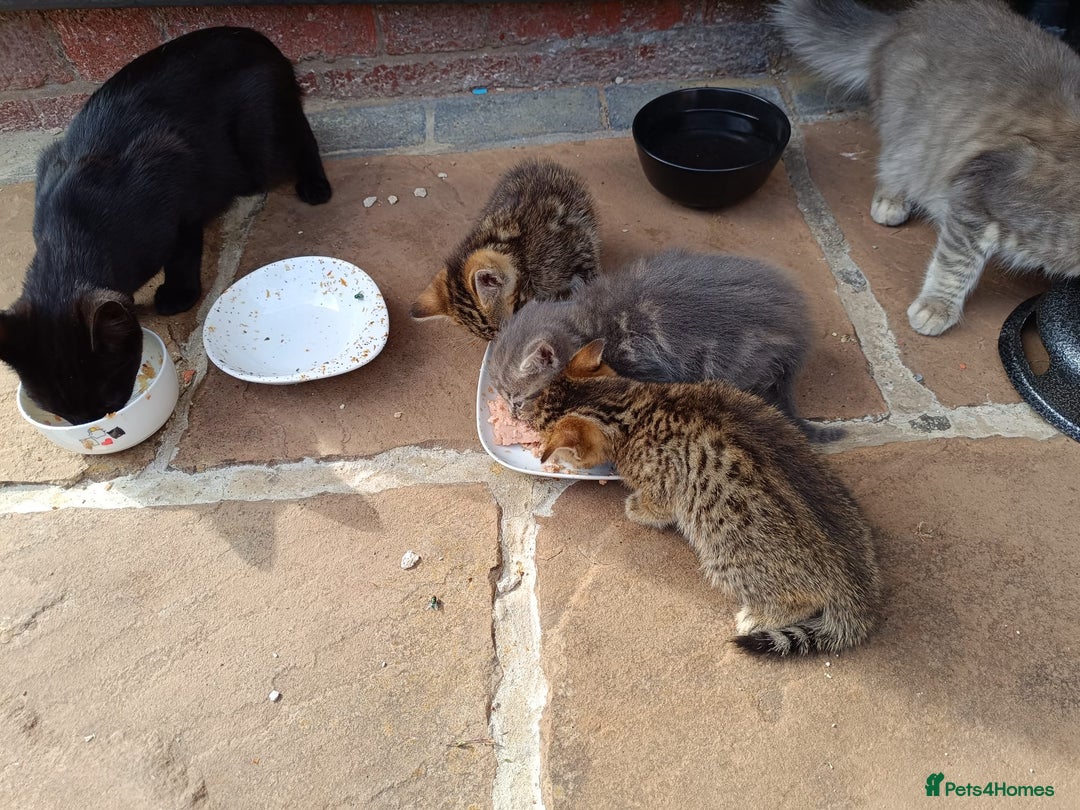 Mixed Breed cats for sale: Adorable kitties ready to go.  - Image 7