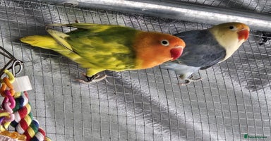 Lovebirds birds - Advert 5