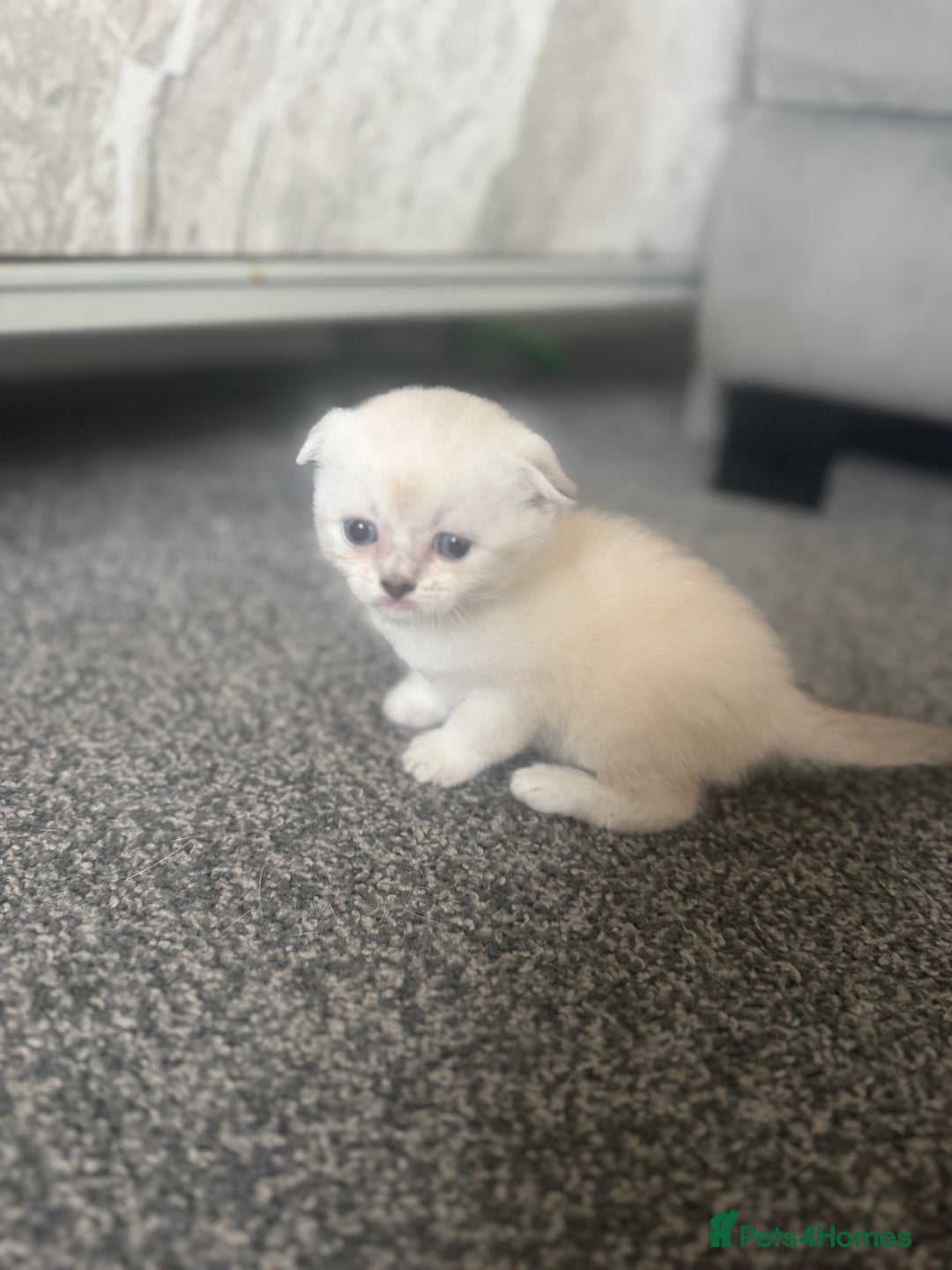 Scottish Fold cats for sale: 🐾 Beautiful Scottish Fold Kittens for Sale 🐾 - Image 1